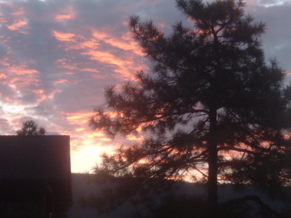 Pine-Sun-Rise